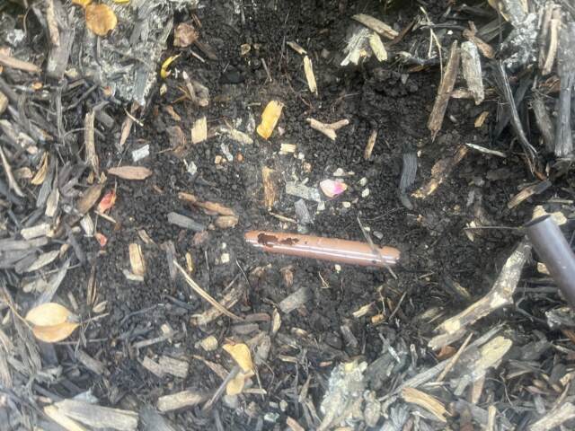 drip line leak due to squirrel