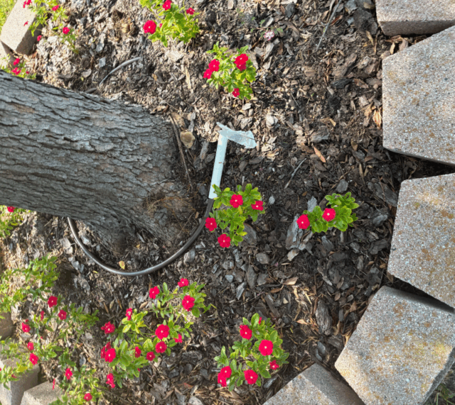 Sprinkler drip line repair